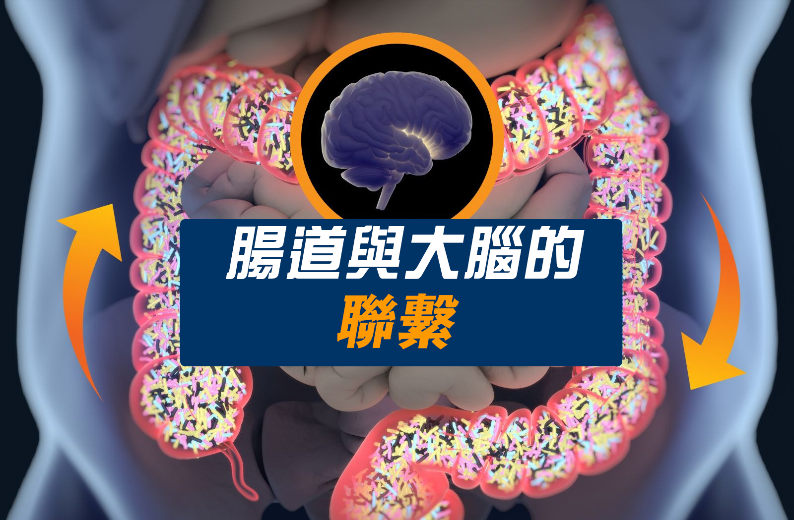 腸道是您的第二個大腦? - VitaCell International Co. Ltd