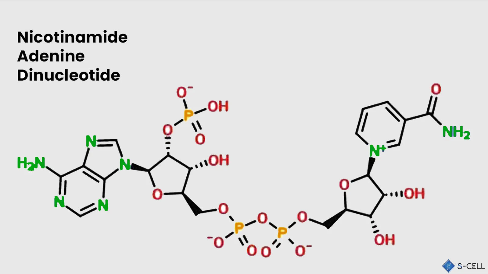 什麼是 NAD?它與 NIAGEN 有何不同?