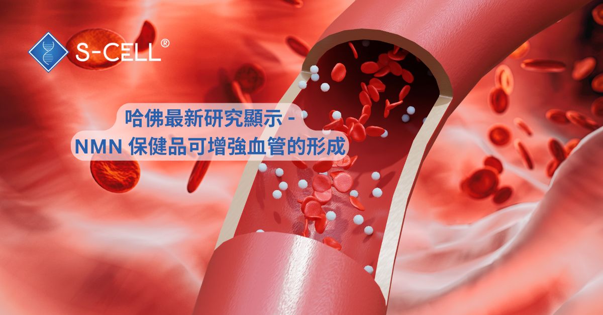 哈佛最新研究顯示 NMN 保健品可增強血管的形成