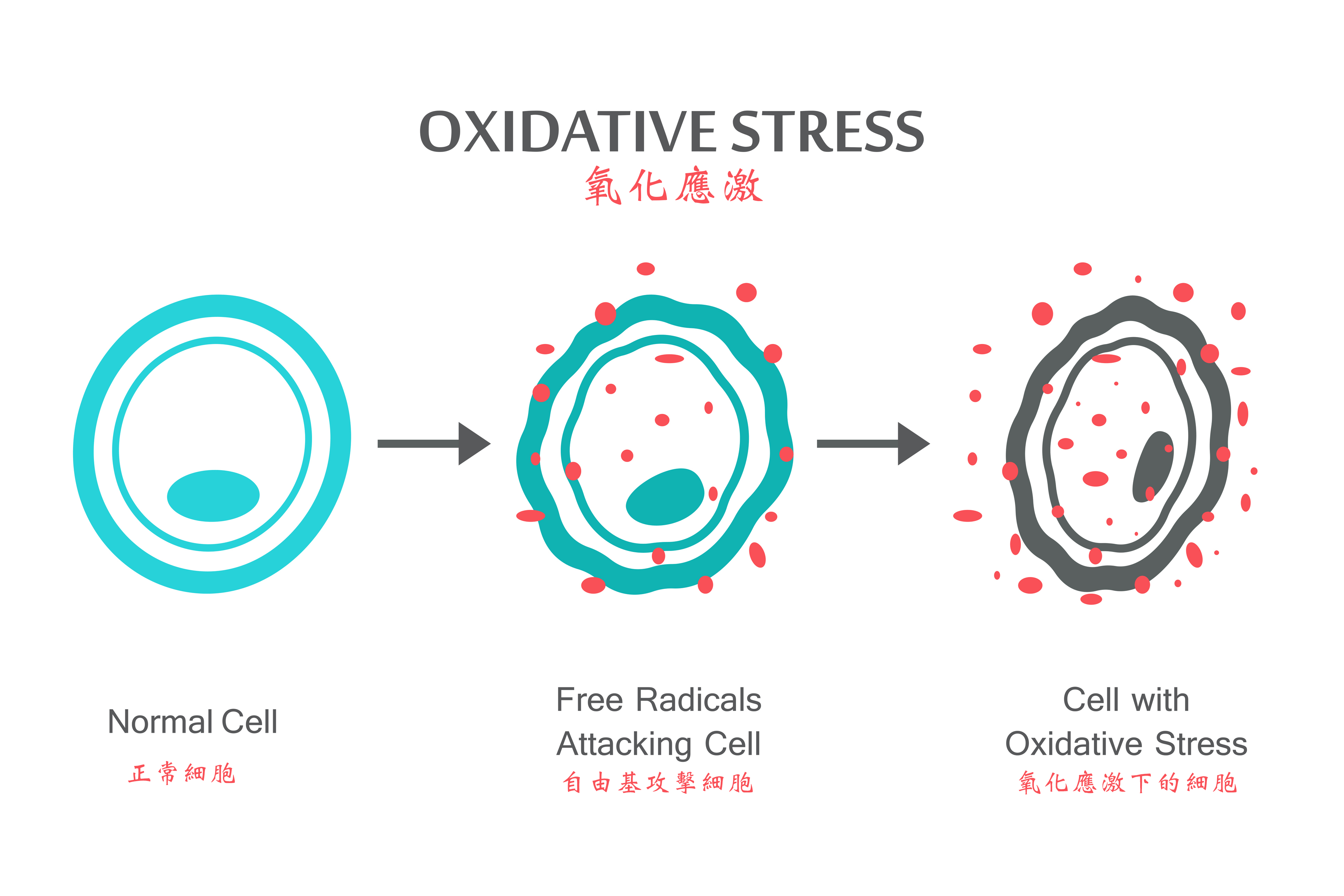 健康知識：關於氧化應激，自由基，抗氧化劑與各類慢性疾病的關係？ - VitaCell International Co. Ltd